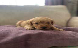 Labradoodle dogs for sale: Irresistible Labradoodle puppies  - Image 7