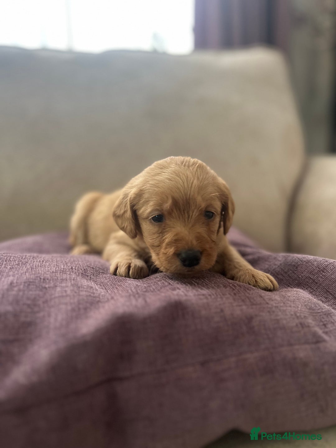 Labradoodle dogs for sale: Irresistible Labradoodle puppies  - Image 7