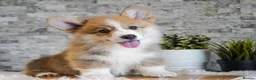 Welsh Corgi Pembroke dogs for sale: Welsh Corgi (Pembroke) - Advert 12