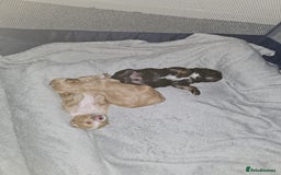 Mixed Breed dogs for sale: Malshi-poo puppies  - Image 6