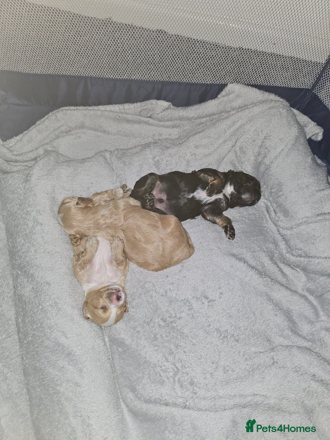 Mixed Breed dogs for sale: Malshi-poo puppies  - Image 6