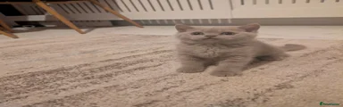 British Shorthair 1