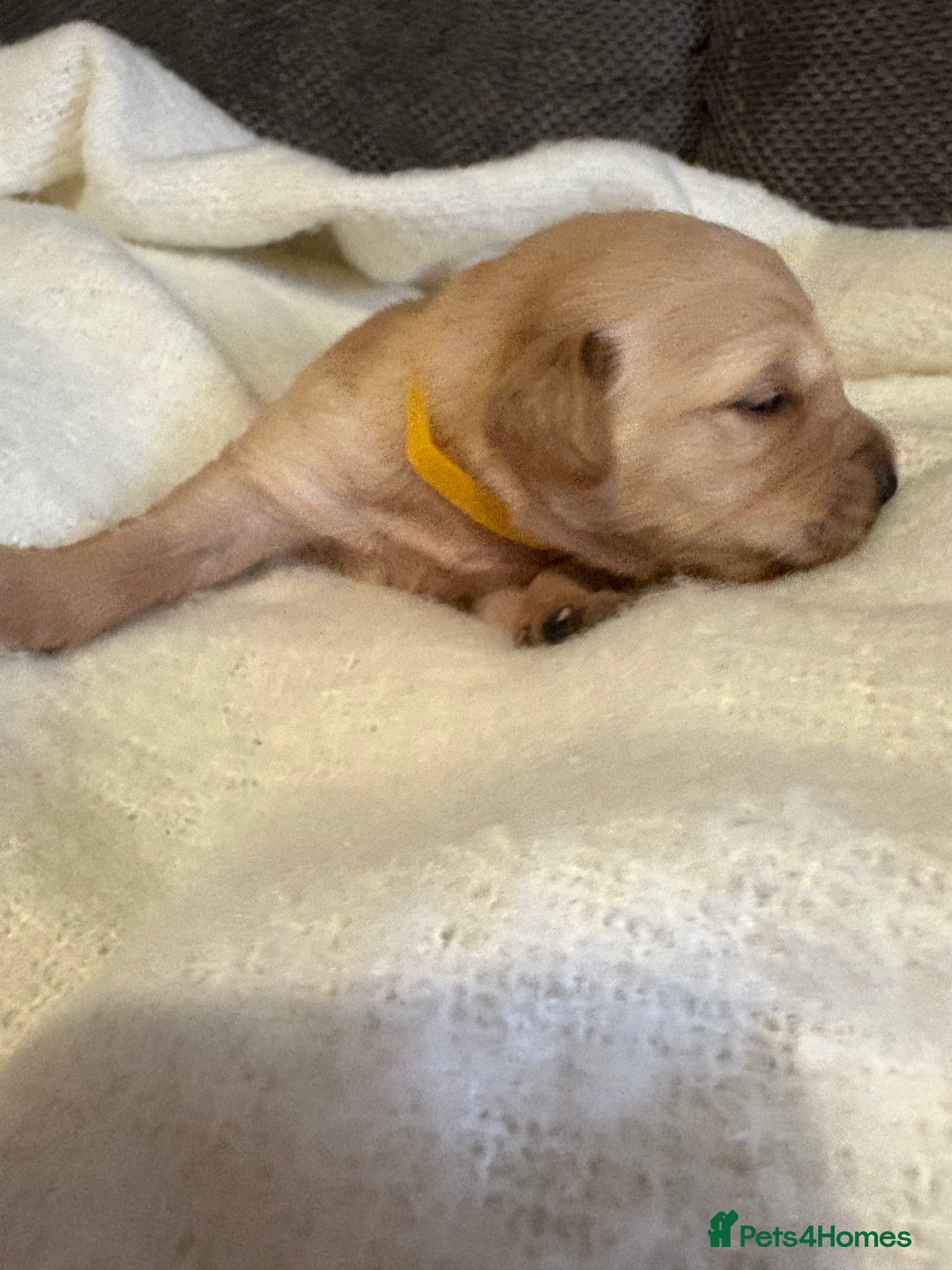 Golden Retriever dogs for sale: Sold sold sold sold sold  - Advert 38