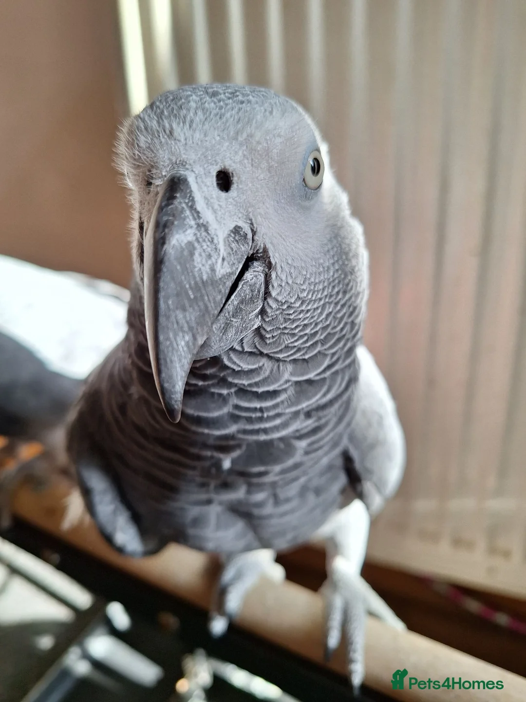 Parrots birds for sale: African greay for sale - Advert 4