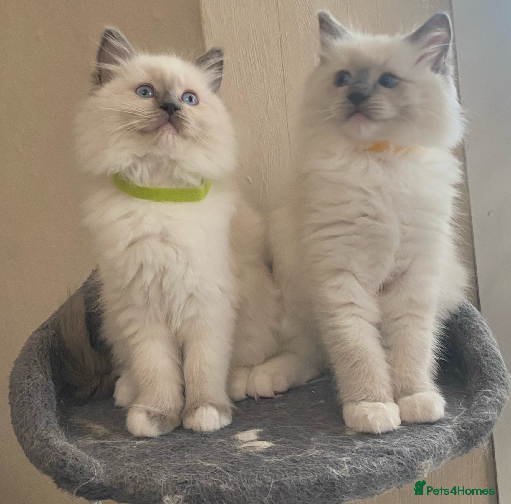 Ragdoll cats Pedigree ragdolls kittens TICA registered - Advert 1