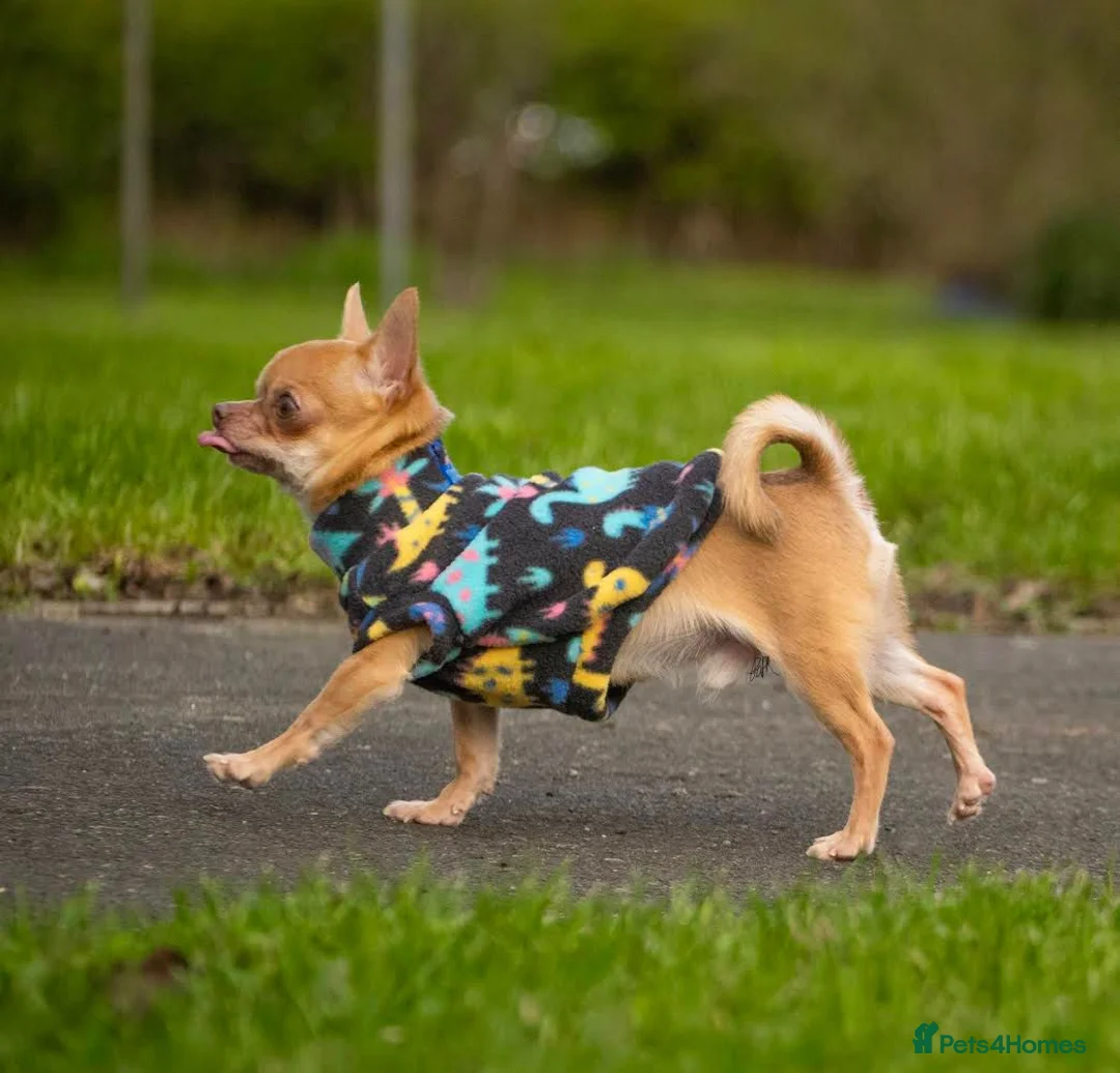 Chihuahua dogs for stud: Tiny PJ for Stud in Leeds - Advert 3