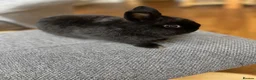 Mixed Breed rabbits for sale: Pure Bred Netherland Dwarf Male Baby Rabbit.  - Advert 1