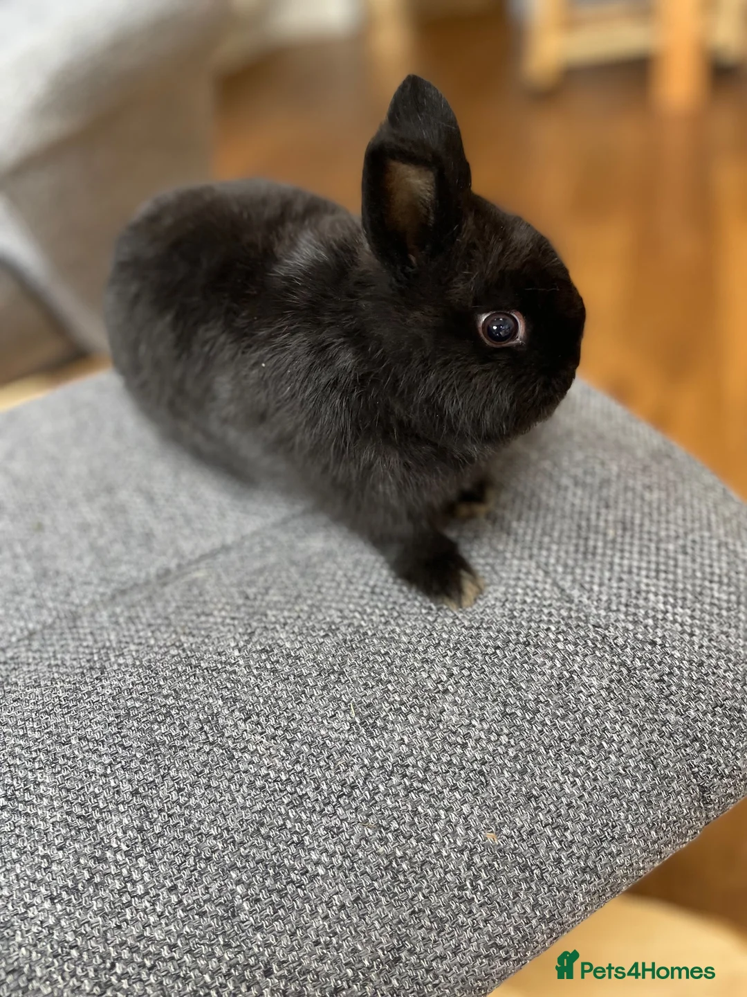 Mixed Breed rabbits for sale: Pure Bred Netherland Dwarf Male Baby Rabbit.  - Advert 1