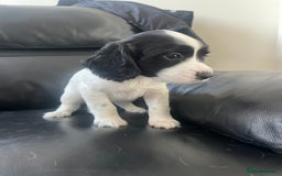 Sprocker dogs for sale: Sprocker spaniel puppies  - Image 2