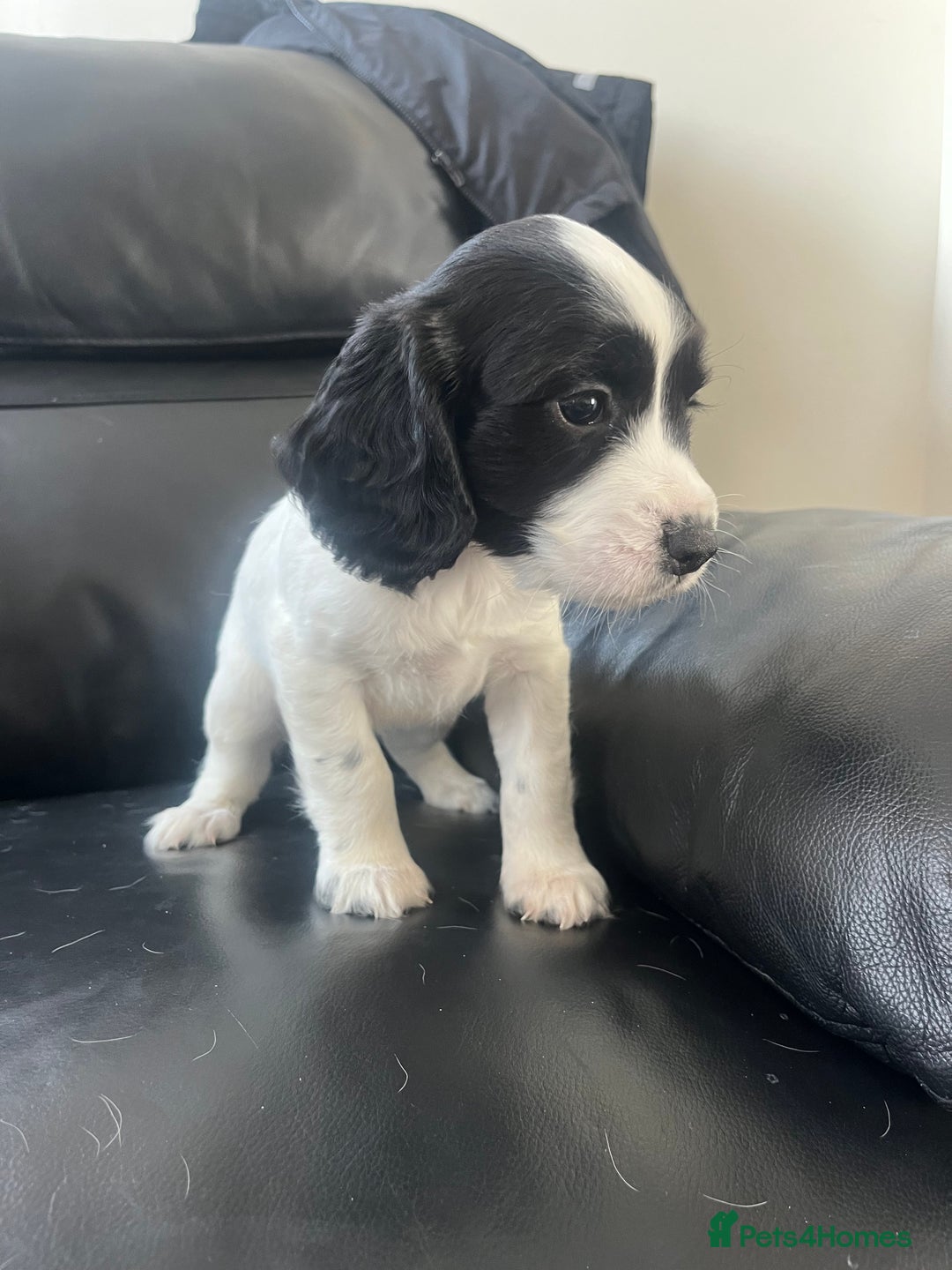 Sprocker dogs for sale: Sprocker spaniel puppies  - Image 2