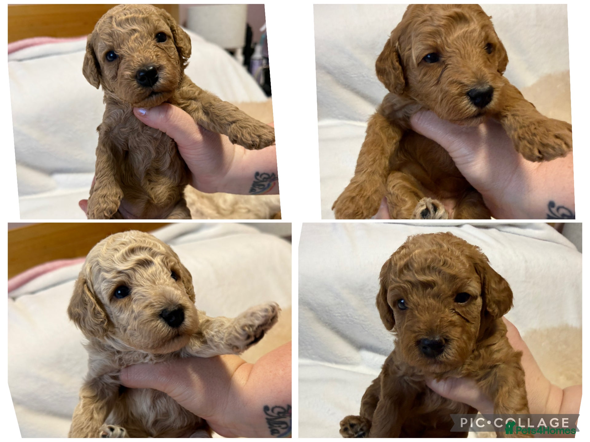 Cavapoo dogs 4 Beautiful f1b Cavapoo Puppies  - Advert 13