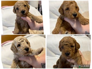 Cavapoo dogs 4 Beautiful f1b Cavapoo Puppies - Advert 13