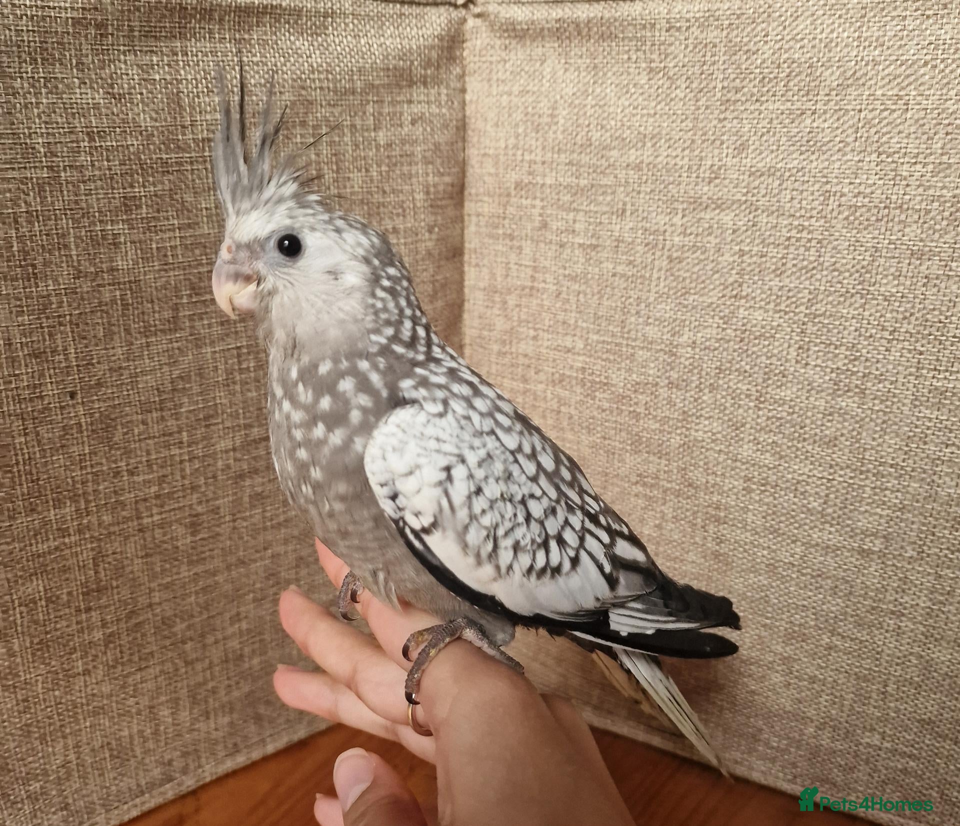 Cockatiels birds for sale: Juvenile Tame Cockatiels  - Advert 2