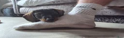 Dachshund dogs for sale: 3 dachshund puppies available  in Horley - Advert 3