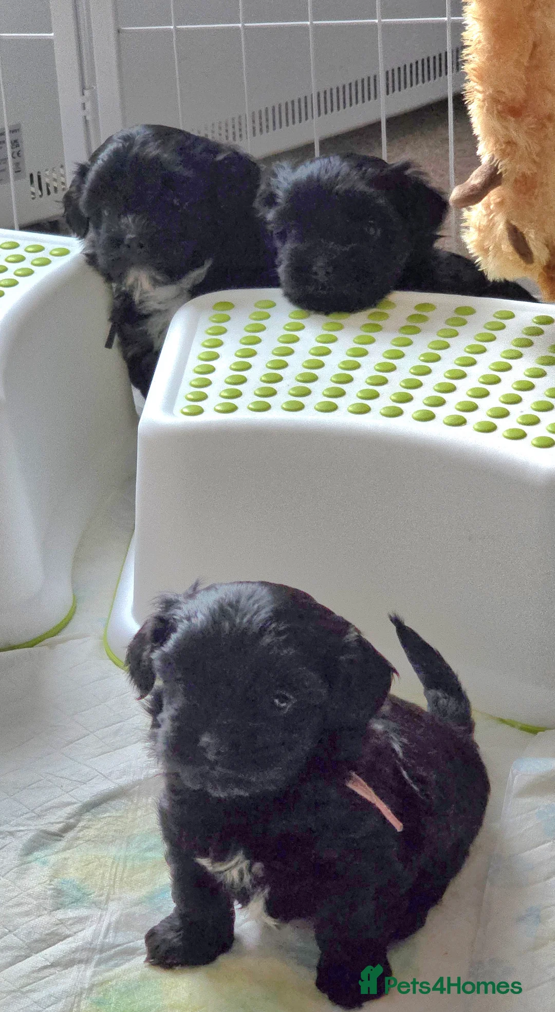 Havanese dogs for sale: The Dog of the 21st Century! in Haverfordwest - Advert 4