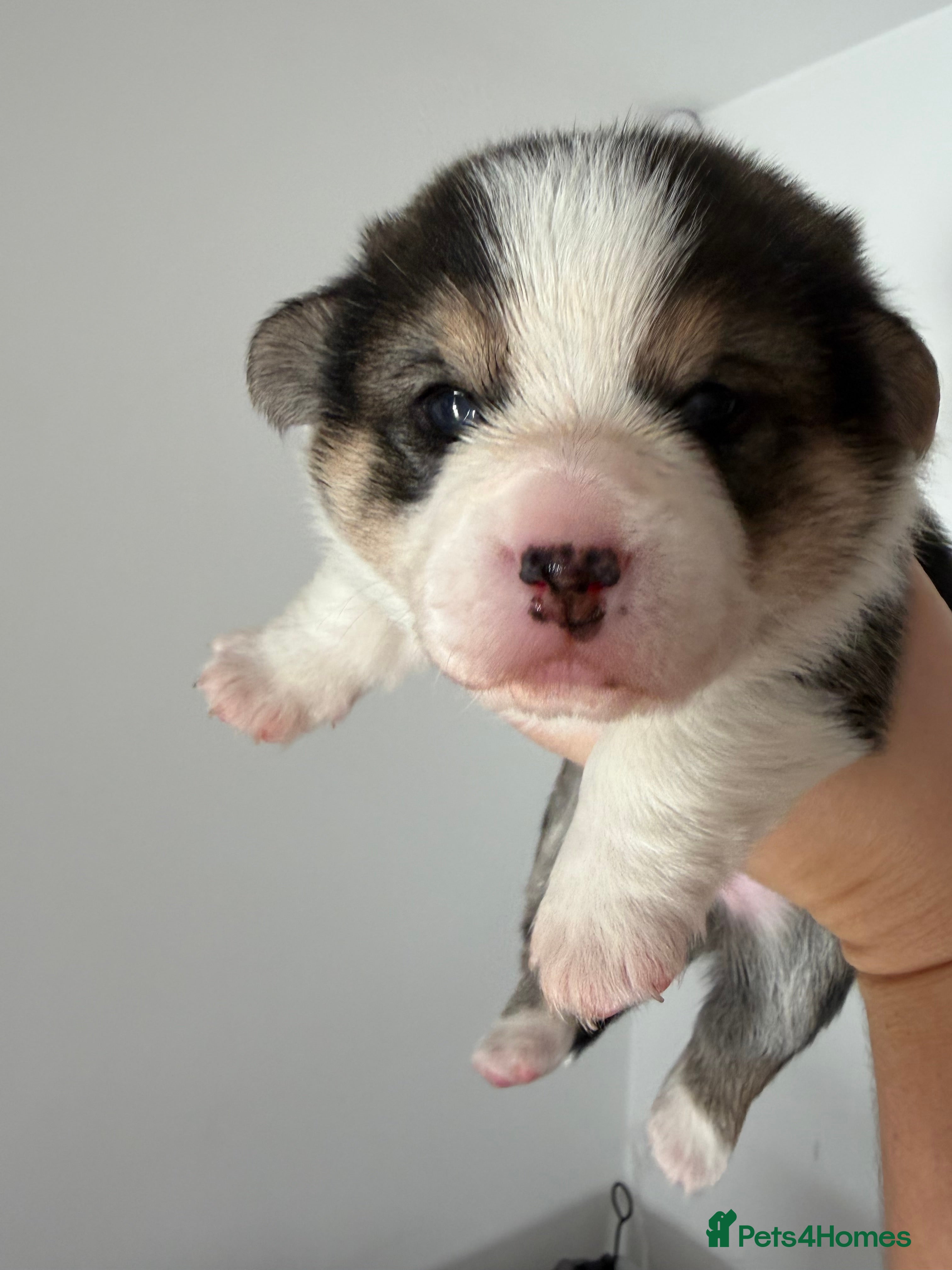 Welsh Corgi Pembroke dogs for sale: Cherished Welsh Pembrokeshire Corgis  - Advert 2