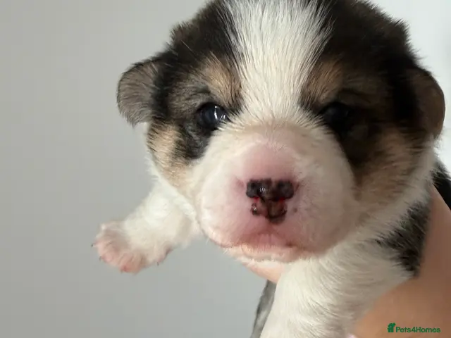 Welsh Corgi Pembroke dogs for sale: Cherished Welsh Pembrokeshire Corgis - Advert 2