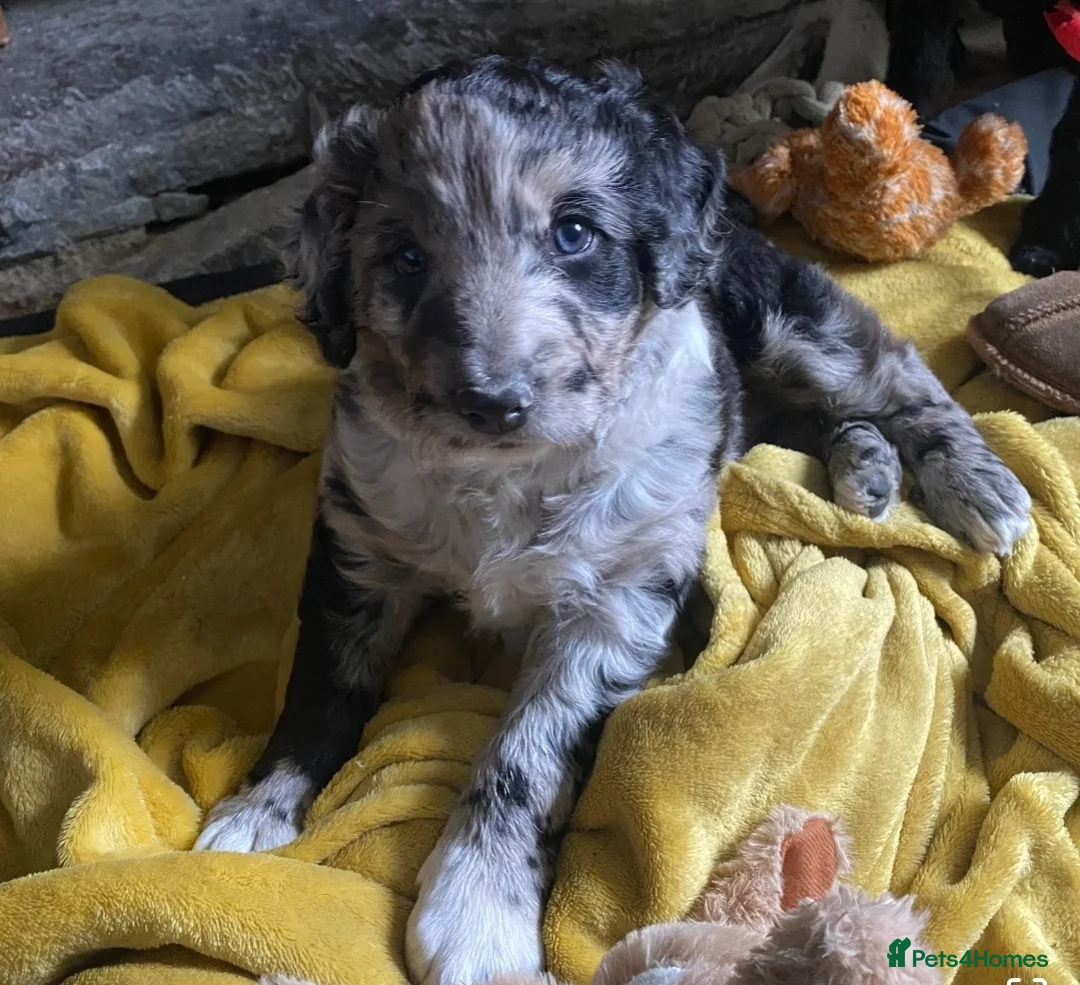 Border Collie dogs for stud: Stud Only, Pedigree Blue Merle Border Collie  - Advert 20