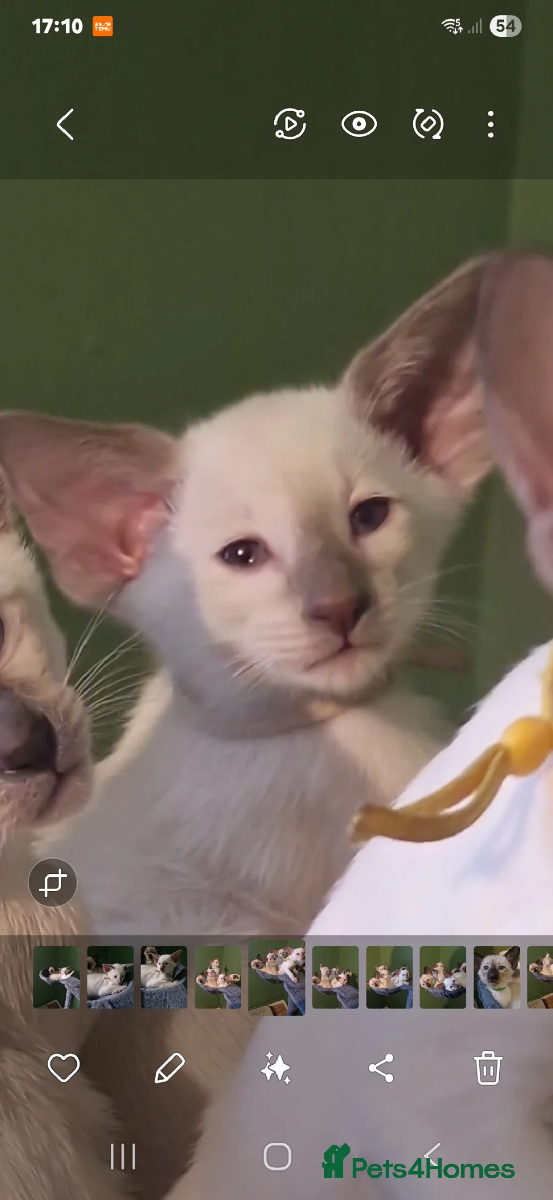 Siamese cats for sale: Exceptional pedigree gccf siamese kittens - Advert 3