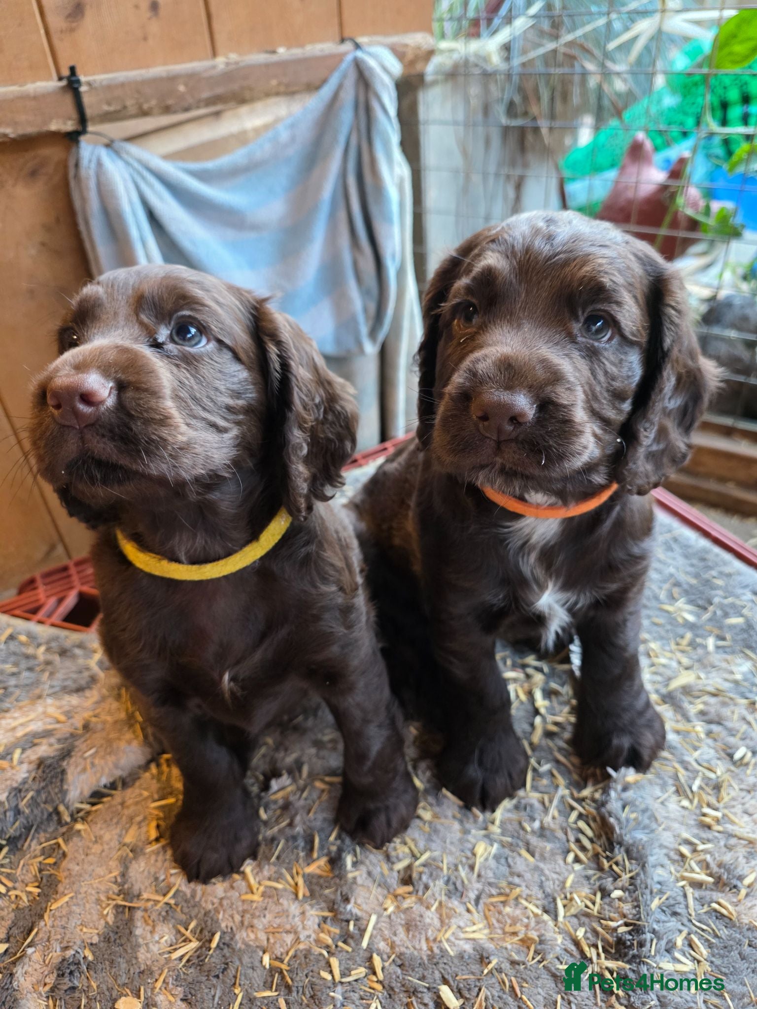 Cocker Spaniel dogs 4 working cocker spaniel puppies  - Advert 6