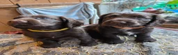 Cocker Spaniel dogs for sale: 4 working cocker spaniel puppies  in Tetbury - Advert 1