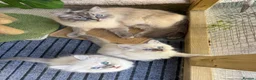 Siberian cats for sale: Hypoallergenic Siberian Neva Masquerade kittens - Advert 1
