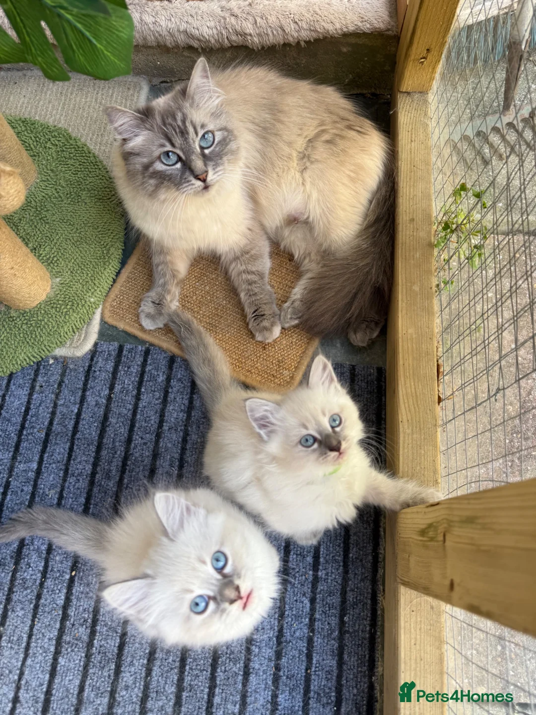 Siberian cats for sale: Hypoallergenic Siberian Neva Masquerade kittens - Advert 1