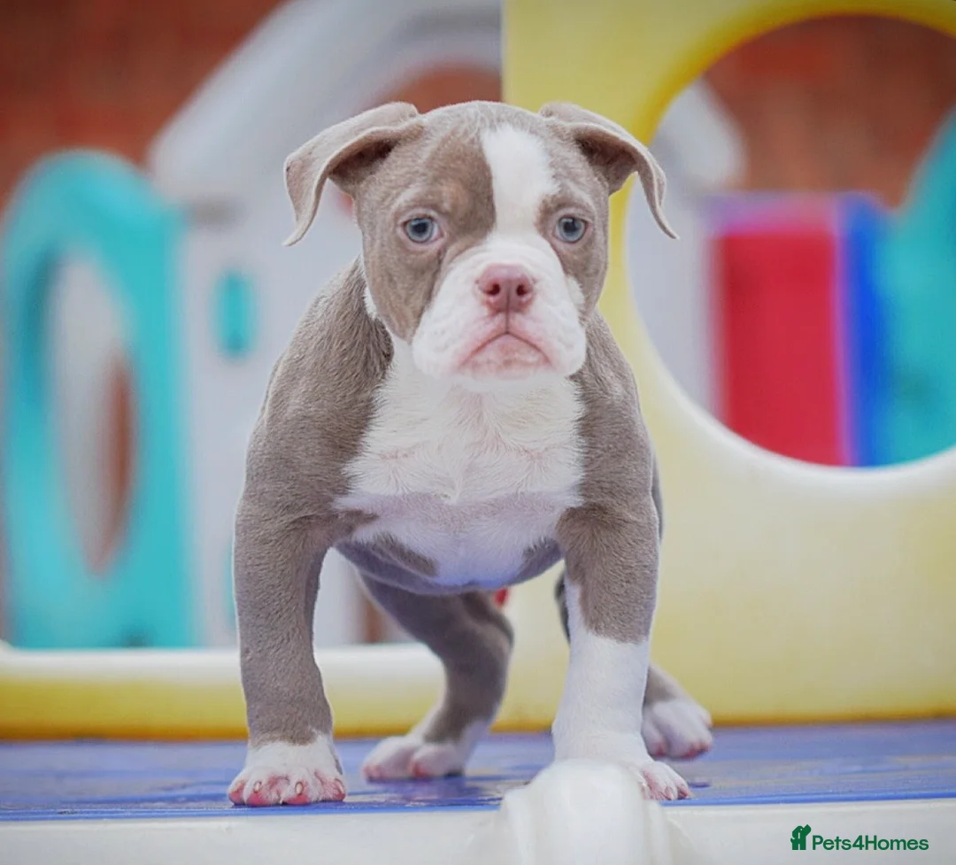 Old Tyme Bulldog dogs for sale: 5⭐️RATED COUNCIL APPROVED💥LICENSED 23 YEAR EXPERT - Advert 2