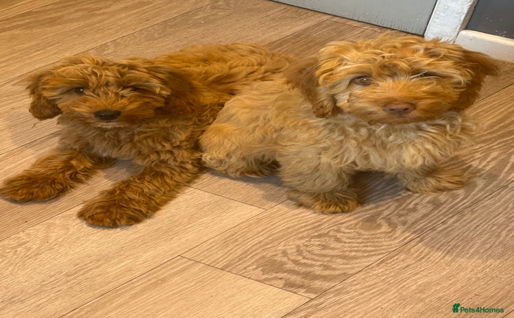 Cockapoo dogs - Advert 10
