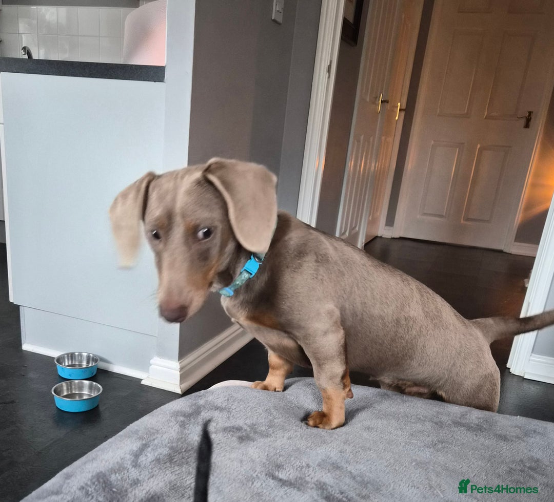 Miniature Dachshund dogs for sale: Gorgeous Green eyed Walter Mini Dachshund  - Image 3