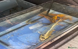 Koi Carp fish for sale: Koi/Carp/Goldfish available  - Image 5