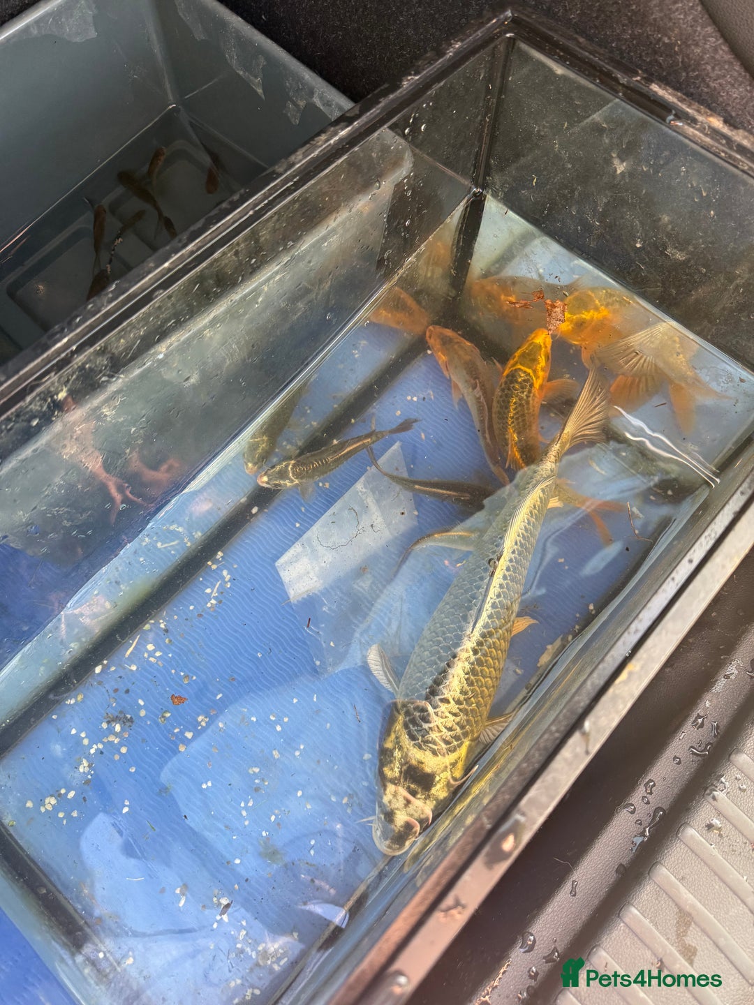 Koi Carp fish for sale: Koi/Carp/Goldfish available  - Image 5
