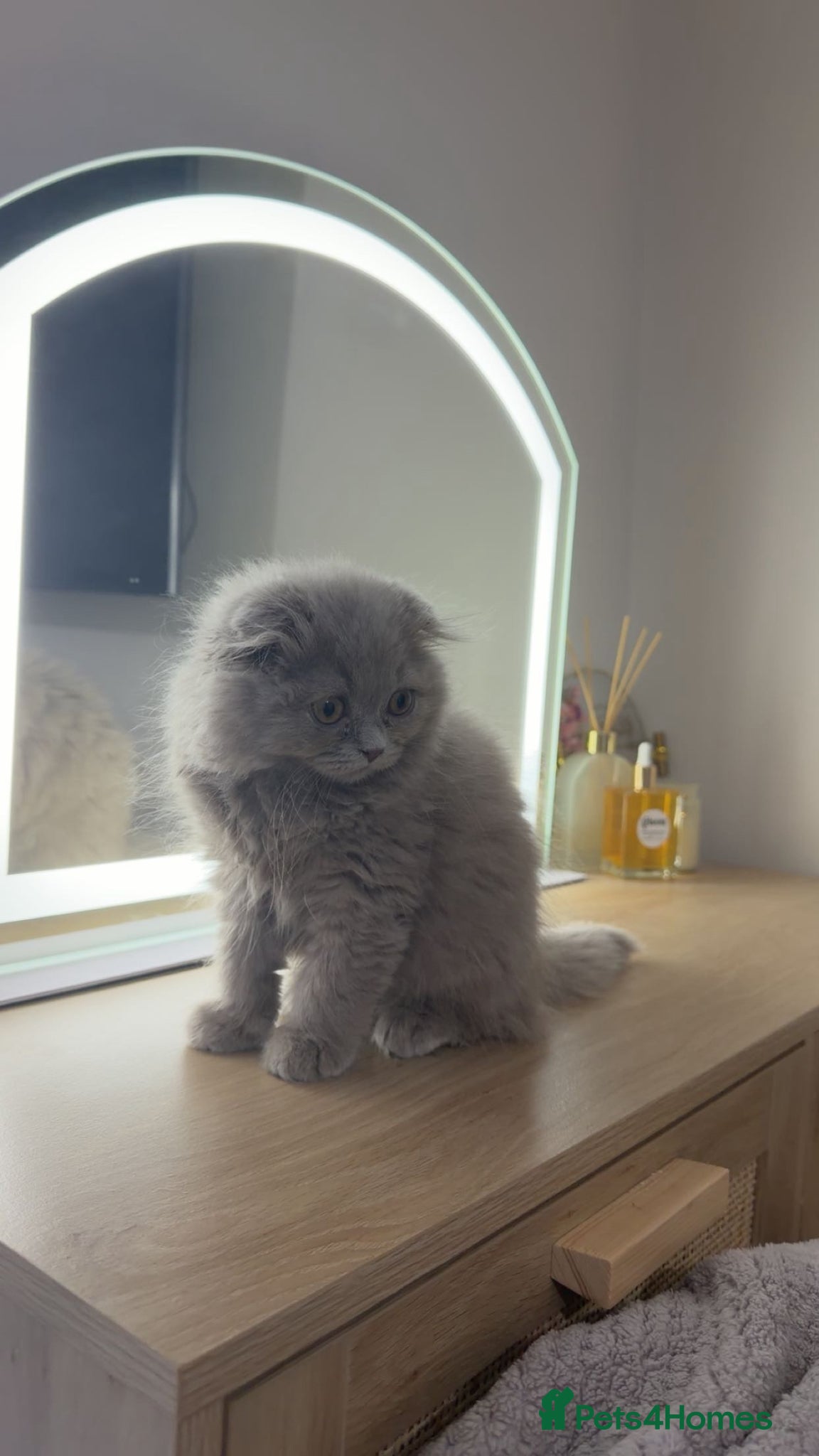 Mixed Breed cats Scottish fold British long hair mix  - Advert 1