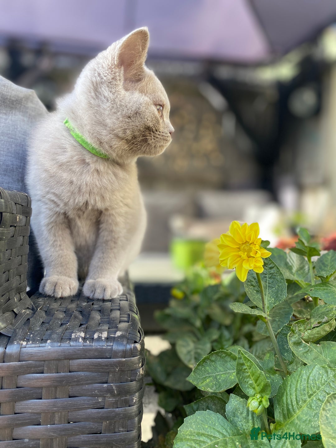 British Shorthair cats for sale: 🐾 TOP QUALLITY LILAC BSH reg GCCF purebred 🐾 - Image 6