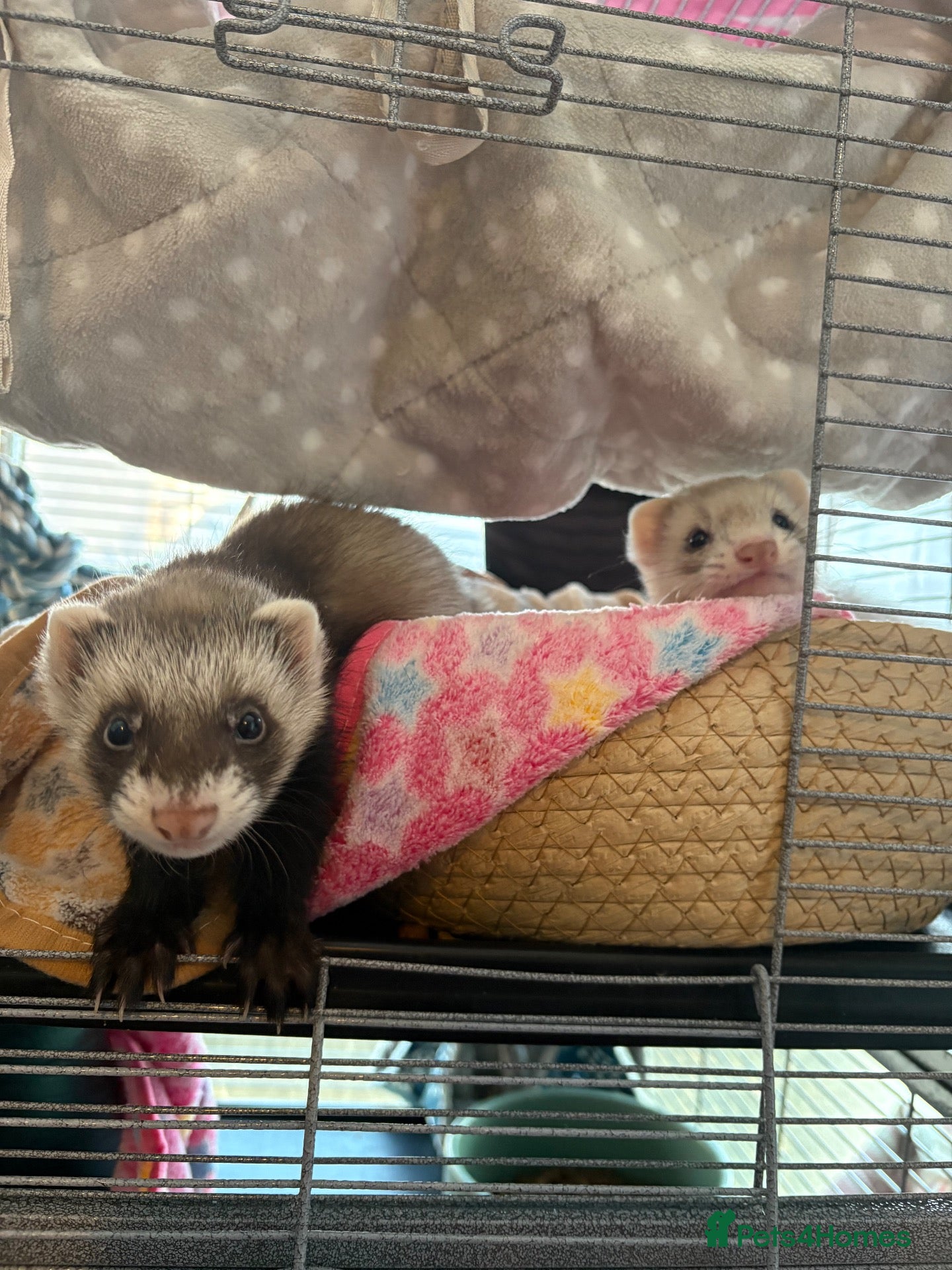 Ferret rodents 2 male ferrets with cage - Advert 17