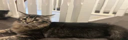 Mixed Breed cats for sale: Litter of 5 ragdoll tabby mixes  - Advert 20