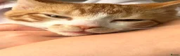 Mixed Breed cats for sale: Male cat aged 7 months in Exmouth - Advert 2