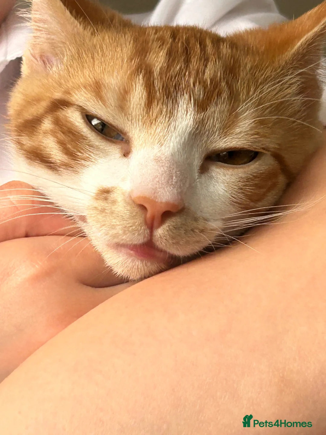 Mixed Breed cats for sale: Male cat aged 7 months in Exmouth - Advert 2