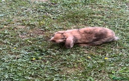 Angora rabbits for sale: 2 male rabbits  - Image 5