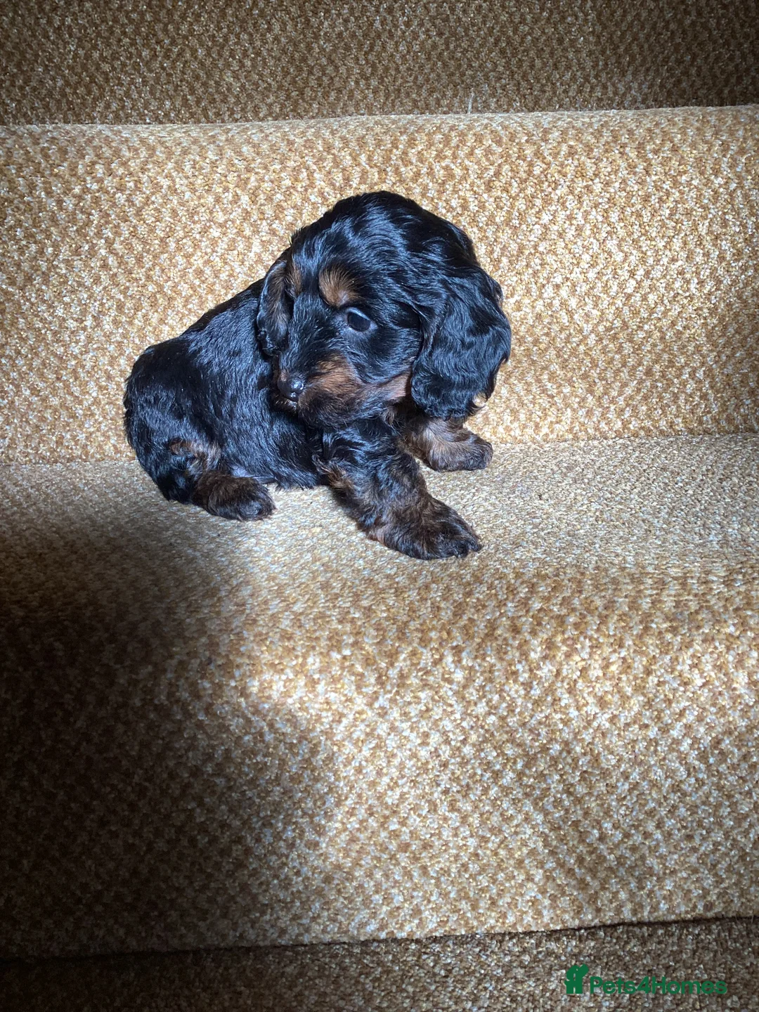 Cockapoo dogs for sale: Cockerpoo  - Advert 21