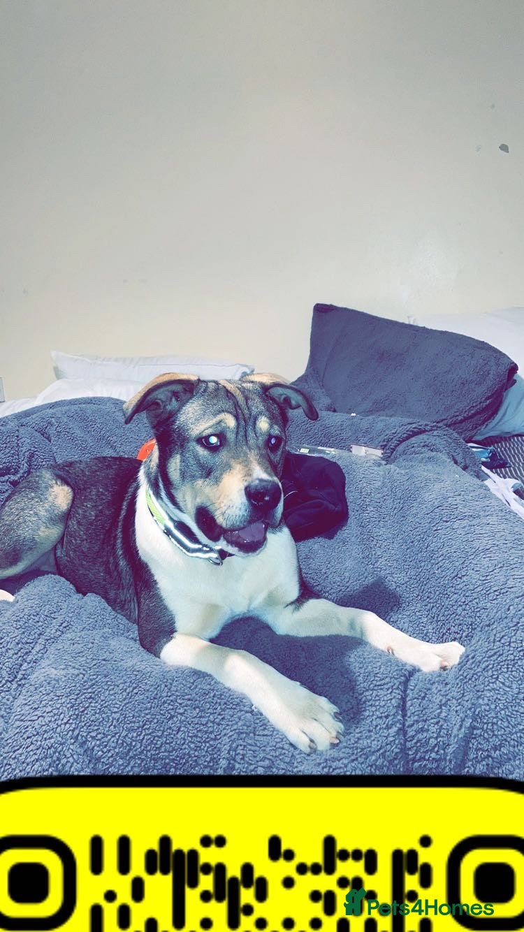 Mixed Breed dogs Akita X american bulldog - Advert 18