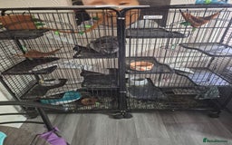 British Shorthair cats for sale: 3 chinchillas  2 female 1x 4 month old baby girl  - Image 1