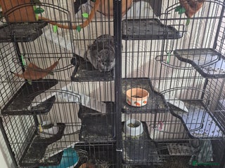 British Shorthair cats - Advert 11