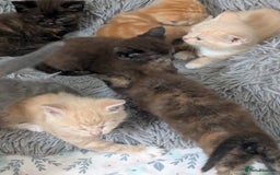 Mixed Breed cats for sale: Siamese/ragdoll/Scottish fold  - Image 4