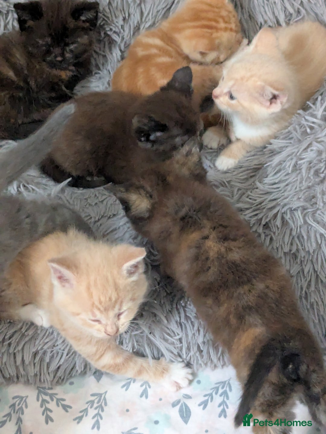 Mixed Breed cats for sale: Siamese/ragdoll/Scottish fold  - Image 4