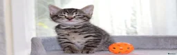 Mixed Breed cats for sale: Adorable Tabby Kittens - Advert 14