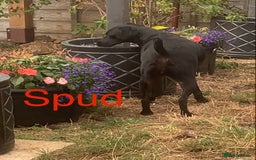 Mixed Breed dogs for sale: Urgently looking for homes  - Image 2