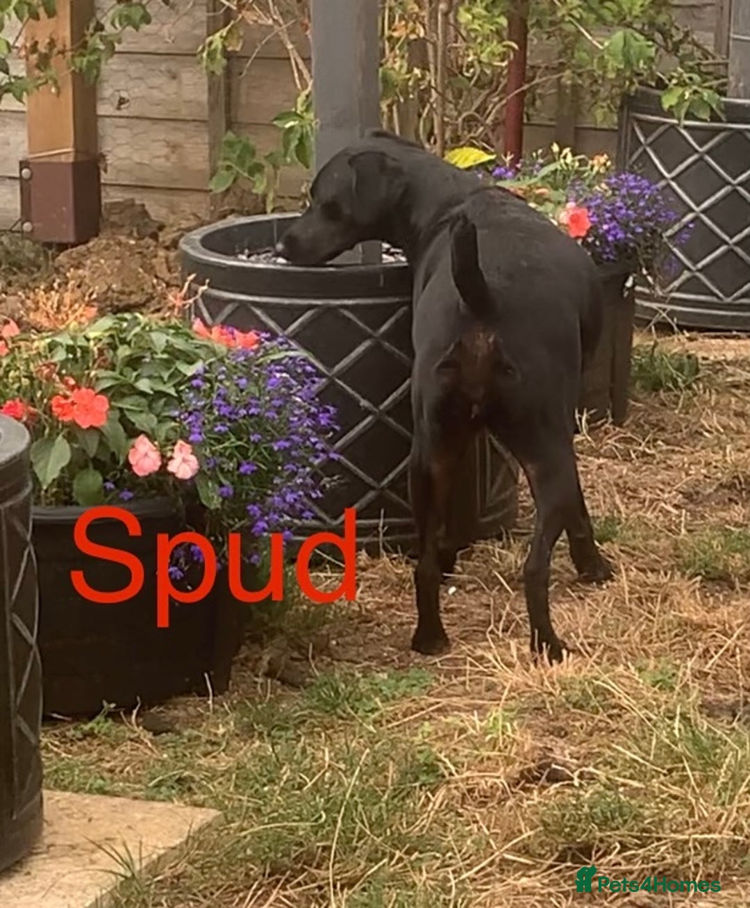 Mixed Breed dogs for sale: Urgently looking for homes  - Image 2