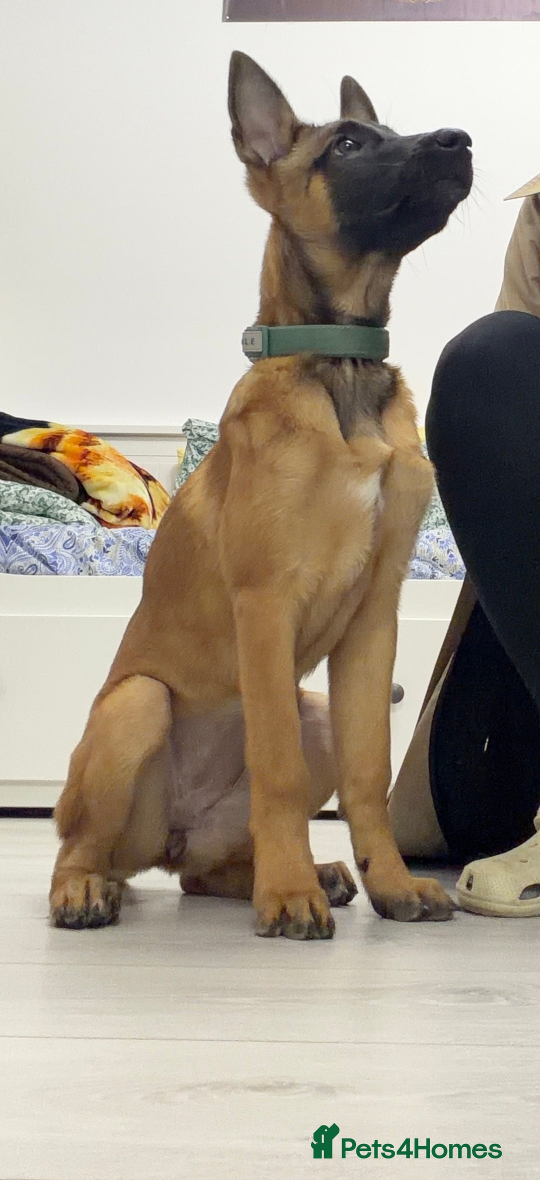 Belgian Shepherd Dog dogs for sale: 4-Month-Old Female Belgian Malinois  - Advert 3