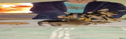 Miniature Pinscher dogs for sale: Pure breed Miniature Pinschers for sale  - Advert 33